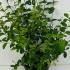 Symphoricarpos Doorenbosii Mother of Pearl 40-50 cm buy online UK.