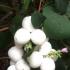 Symphoricarpos Doorenbosii White Hedge Snowberry White Hedge