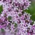 Syringa Bloomerang Dark Purple, a new re-blooming variety with fragrant, beautiful purple flowers. A beautiful Lilac shrub for sale online UK.