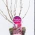 Syringa Bloomerang Pink Perfume Lilac 30-50 cm buy online UK.