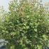 sbp 60-80 cm buy online UK.