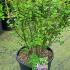 Syringa Meyeri Josee Dwarf Korean Lilac 60-80 cm buy online UK.