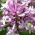 Syringa Meyeri Palibin Meyer Lilac, a compact deciduous shrub with dark green leaves and panicles of fragrant, lilac-pink flowers spring & summer. Very pretty.