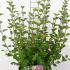 smp 40-50 cm buy online UK.