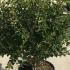 smp 60-80 cm buy online UK.