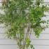 Syringa Microphylla Superba 1.25-1.5 m buy online UK.