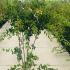 Syringa Microphylla Superba 1.5-1.75 m buy online UK.