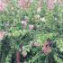 Syringa Microphylla Superba, pink flowering, very fragrant Lilac shrub. For sale online with UK delivery