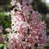 Syringa Microphylla Superba, pink flowering, very fragrant Lilac shrub. For sale online with UK delivery