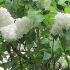 Syringa Vulgaris Alba, Common White Lilac, a beautiful heritage lilac with white blooms in May. Buy Now from Paramount Plants