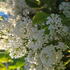 Syringa vulgaris Alba common white lilac with fragrant white flower clusters