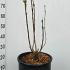 Syringa Vulgaris Alba Common White Lilac 50-60 cm buy online UK.