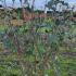sva 80-100 cm buy online UK.
