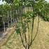 Syringa Vulgaris Andenken an Ludwig Späth Lilac 1.25-1.5 m buy online UK.