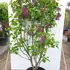 svaals 1.25-1.5 m buy online UK.