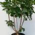 Syringa Vulgaris Andenken an Ludwig Späth Lilac 1-1.25 m buy online UK.