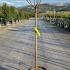 svaals 1.4-1.5 m buy online UK.
