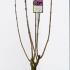 Syringa Vulgaris Andenken an Ludwig Späth Lilac 60-80 cm buy online UK.