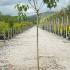 Syringa Vulgaris Belle De Nancy 1.4-1.5 m buy online UK.