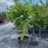 syrvulmadamelemoine 1.5-1.75 m buy online UK.