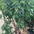Syringa Vulgaris Madame Lemoine 1-1.25 m buy online UK.