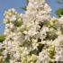 Syringa Vulgaris Madame Lemoine - Yellow Flowering Lilacs for sale at our London Nursery, Buy UK & Ireland delivery.