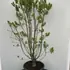 syrvulmichaelbuchner 1-1.25 m buy online UK.
