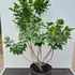 syrvulmichaelbuchner 1-1.25 m buy online UK.