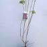 Syringa Vulgaris Michael Buchner 60-80 cm buy online UK.