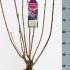 Syringa Vulgaris Michael Buchner 70-90 cm buy online UK.