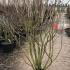 Syringa Vulgaris Michael Buchner 1.5-1.75 m buy online UK.