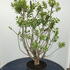 syrvulmichaelbuchner 80-100 cm buy online UK.