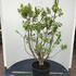 syrvulmichaelbuchner 1-1.25 m buy online UK.
