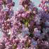 Syringa Vulgaris Michel Buchner Common Lilac