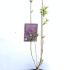 Syringa Vulgaris Mrs Edward Harding Lilac 60-80 cm buy online UK.