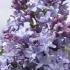 Syringa Vulgaris Nadezhda Common Lilac Hybrid