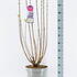 syrvulnadezha 1-1.25 m buy online UK.