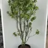 syrvulnadezha 1.5-1.75 m buy online UK.