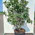 syrvulruhmvonhorstenstein 1.25-1.5 m buy online UK.