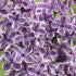 Syringa Vulgaris Sensation - Lilac Tree Sensation for sale at our London nursery, buy online UK