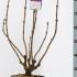 svzl 70-90 cm buy online UK.