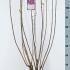 Syringa X Hyacinthiflora Esther Staley 90-120 cm buy online UK.