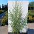 thw 1.5-1.75 m buy online UK.