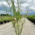 Tamarix Parviflora Small Flowered Tamarix 80-100 cm buy online UK.