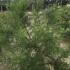 Tamarix Parviflora Small Flowered Tamarix 1.5-1.75 m buy online UK.