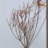 Tamarix Ramosissima Pink Cascade 80-100 cm buy online UK.
