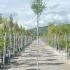 Tamarix Ramosissima Pink Cascade 3-3.5 m buy online UK.
