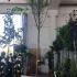 Tamarix Ramosissima Pink Cascade 2.5-3 m buy online UK.