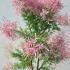 Tamarix Ramosissima Pink Cascade 1.25-1.5 m buy online UK.