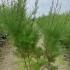 trr 1.25-1.5 m buy online UK.